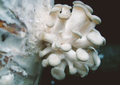 Pleurote blanche